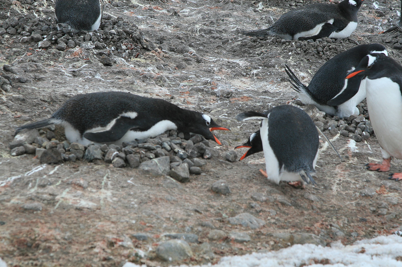 Gentoopingvin stjäl sten från annat bo, Port Lockroy (han kom varje minut och tog en sten)