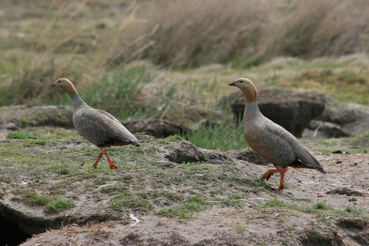 Ruddy-headed goose