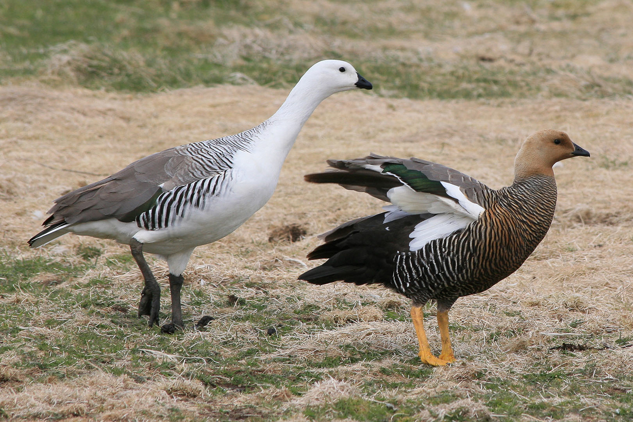 Höglandsgås (Upland goose)