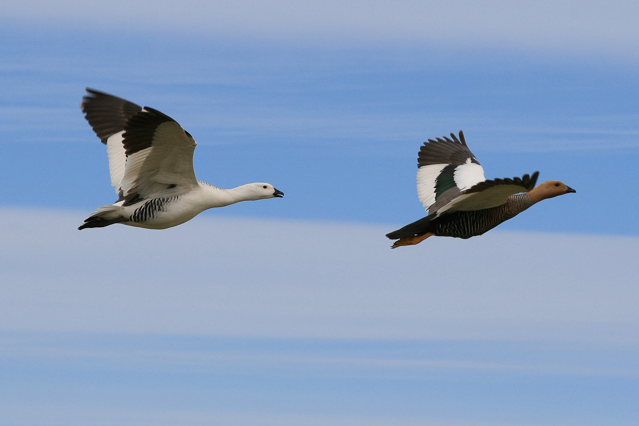 Höglandsgås (Upland goose)