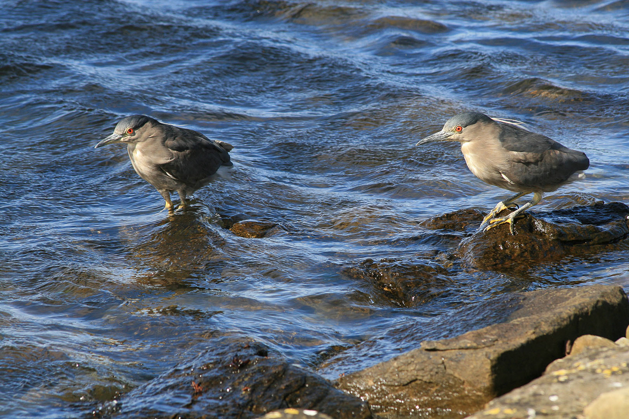 Natthäger, George Island