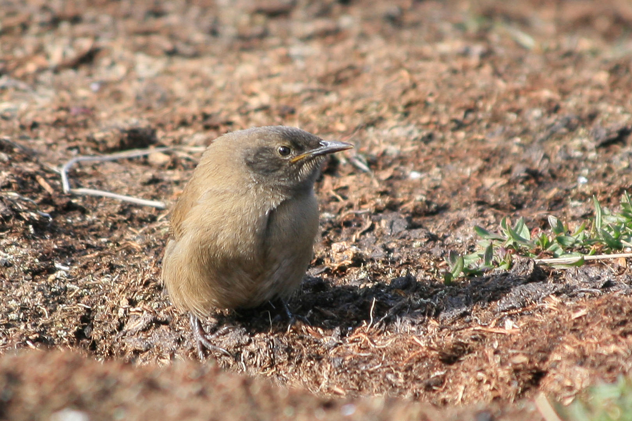 Trädgårdsgärdsmyg (Cobb's wren), George Island