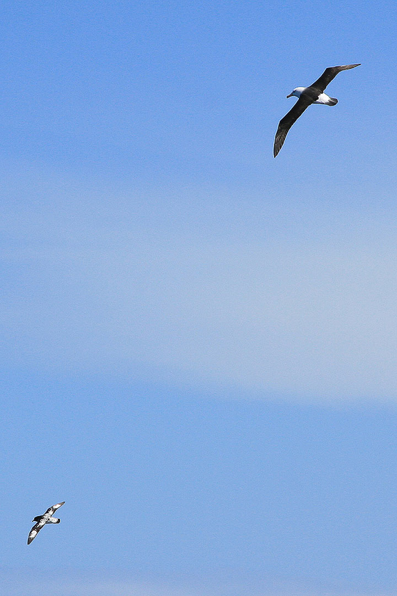 Svartbrynad albatross och brokpetrell