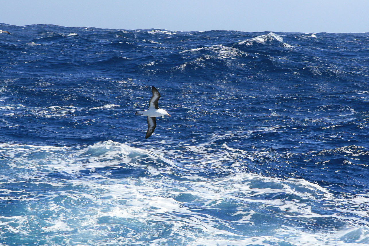 Svartbrynad albatross över vågorna