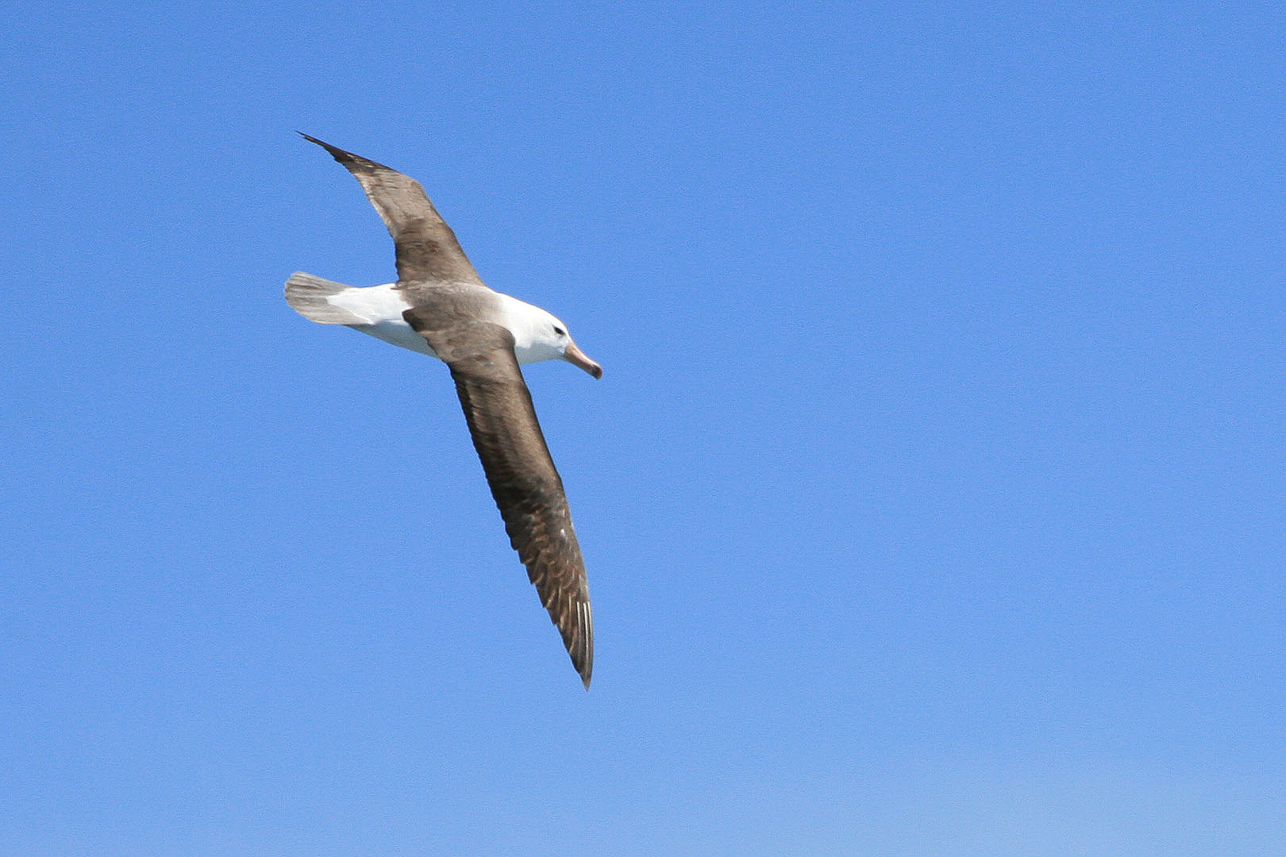 Svartbrynad albatross