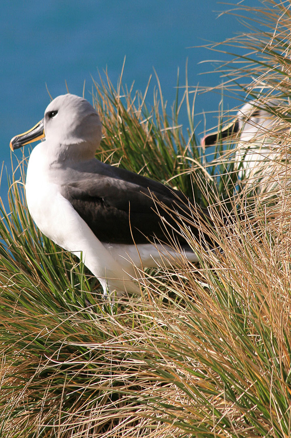 Gråhuvad albatross