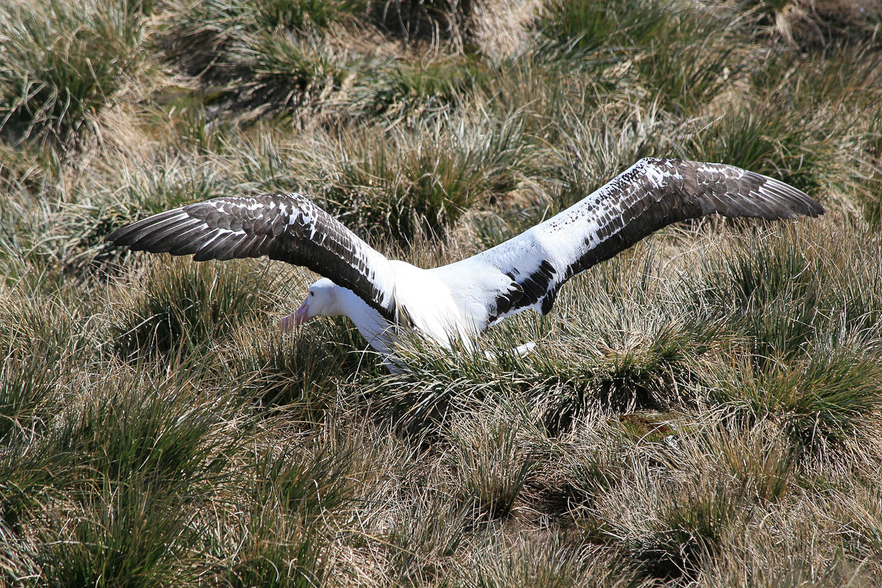 Vandringsalbatross, Prion Island