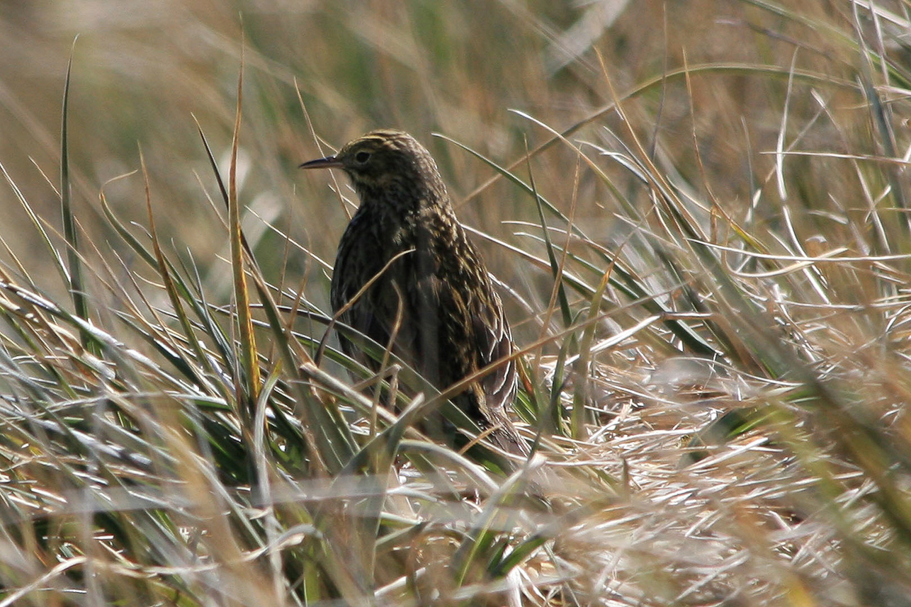 Sydgeorgisk piplärka, Prion Island