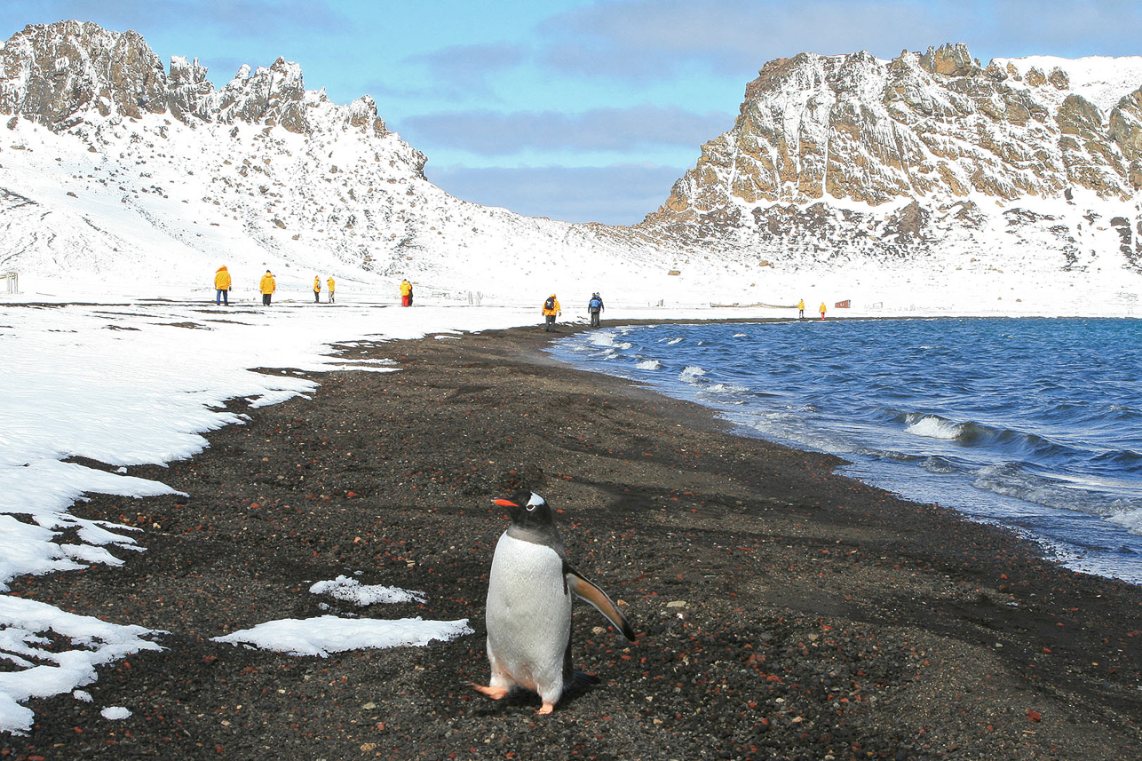 Gentoo patrullerar vulkanstranden Deception Island