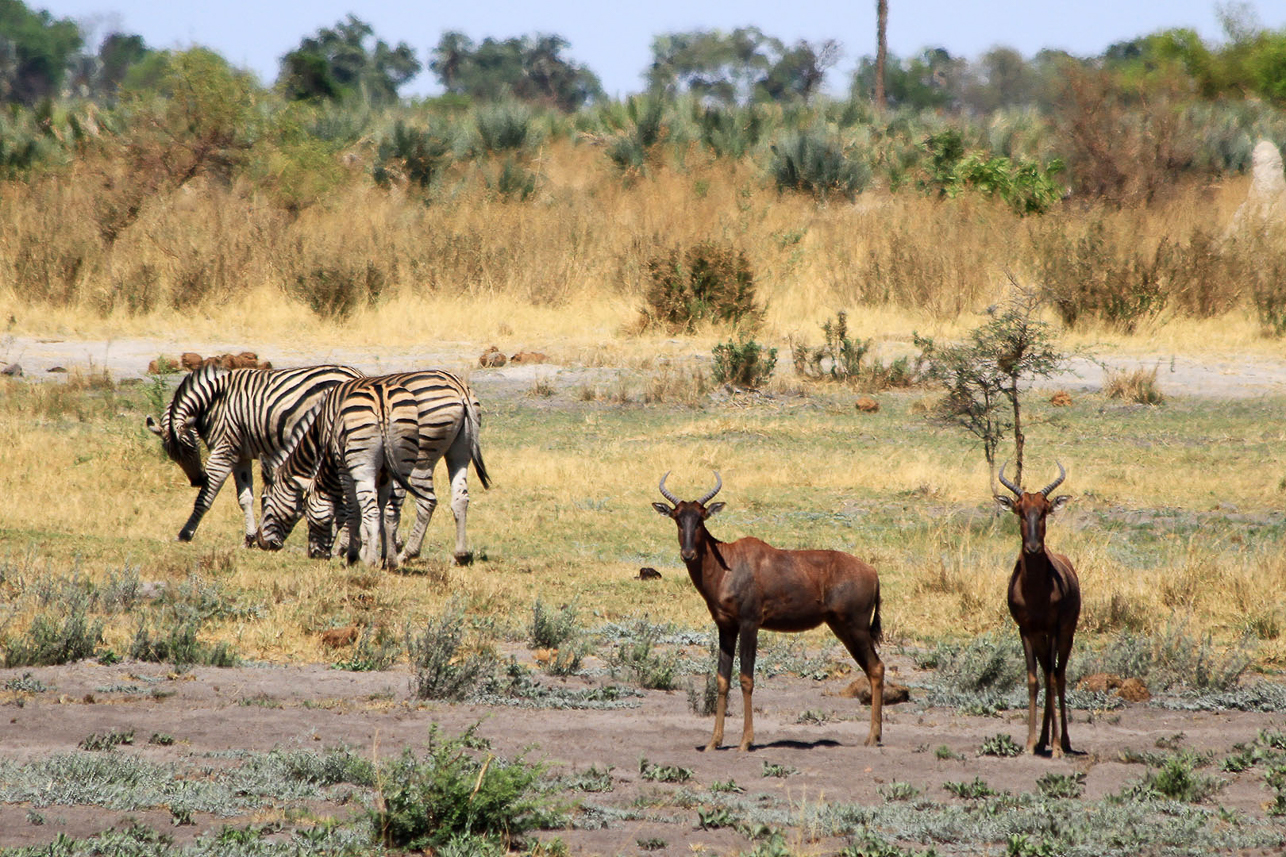 Zebras and red hartebeests