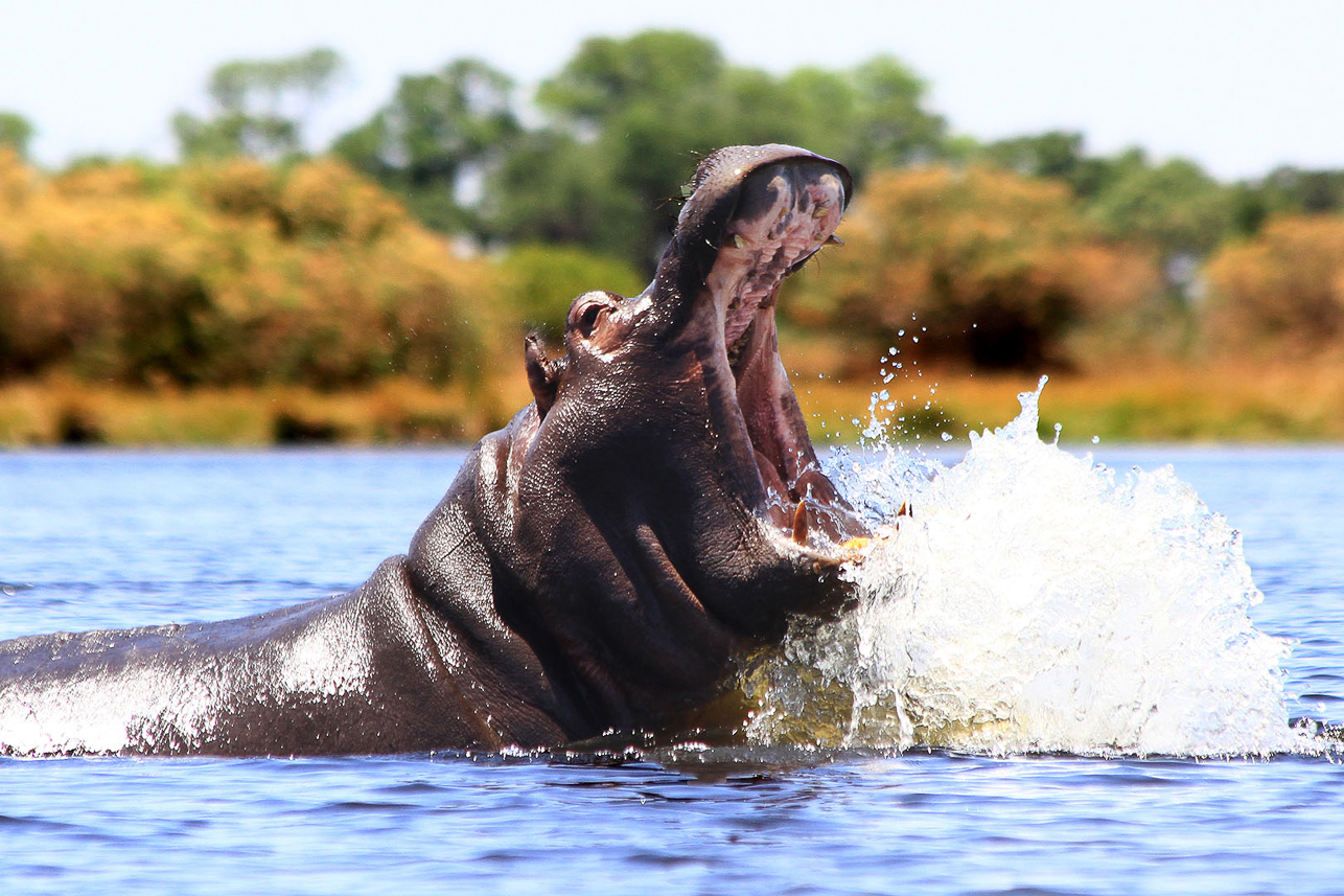 Angry hippo