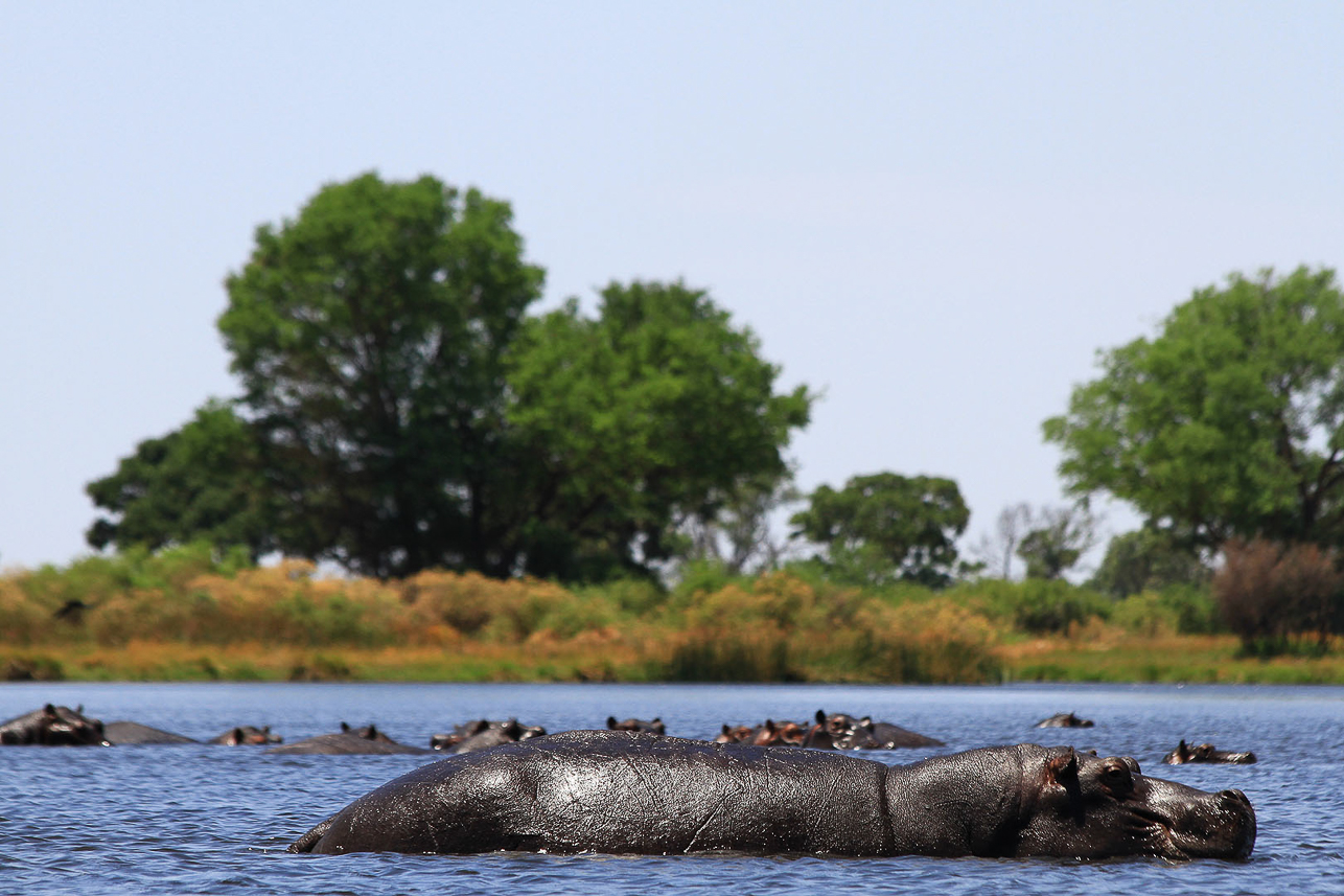 Passing a lot of hippos