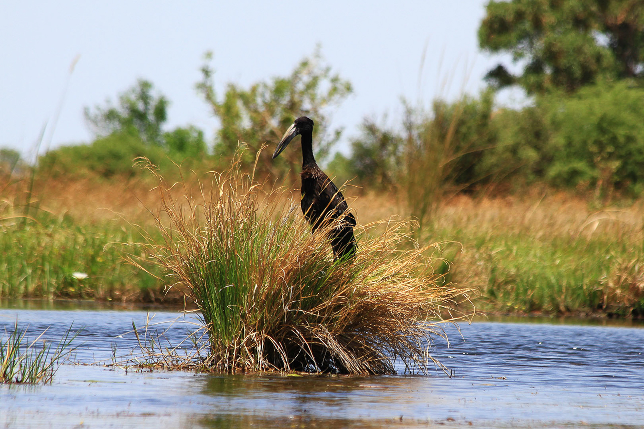 Openbilled stork