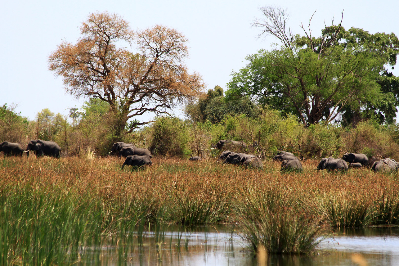 A huge number of elephants passing by