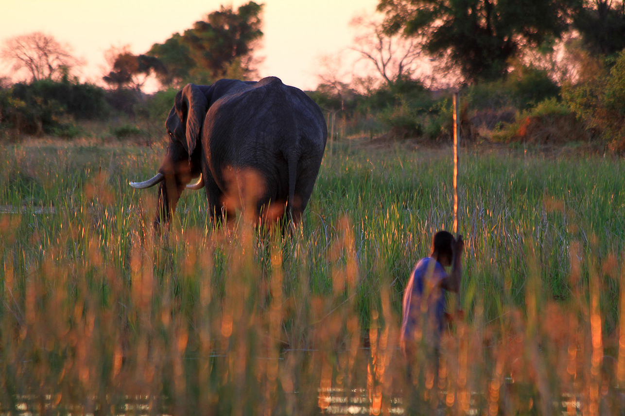 Passing an elephant