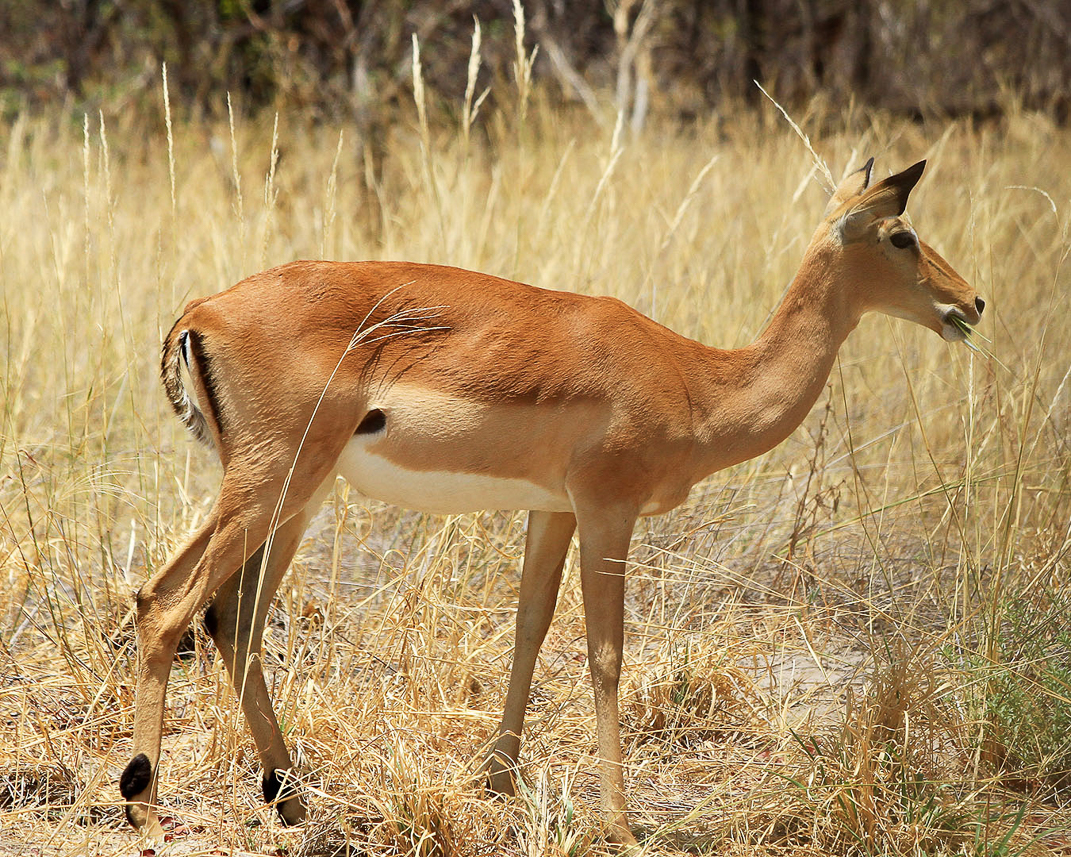 Impala antelope