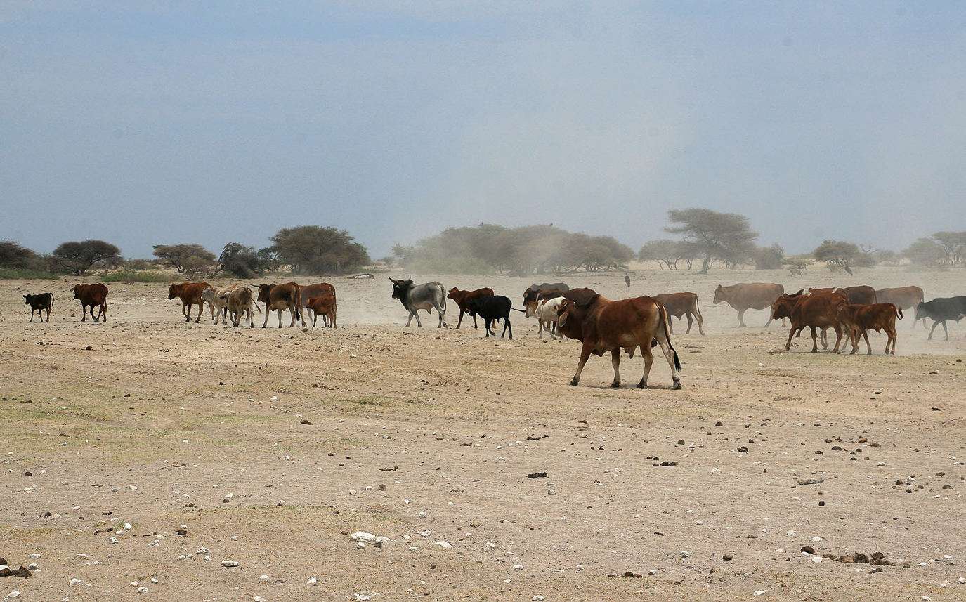 Cows in the draught