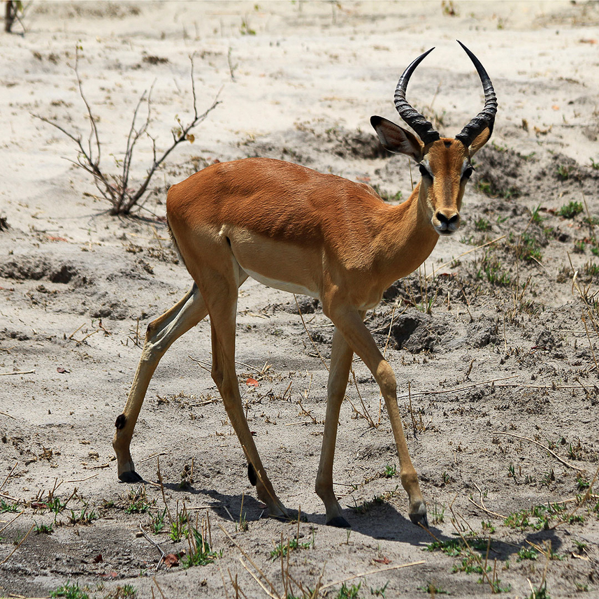 Impala antelope