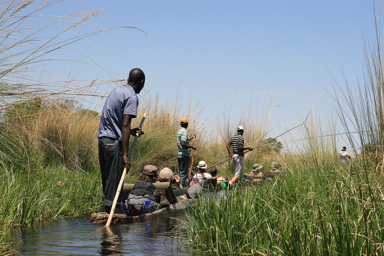 Through the narrow waters, the polers run the mokoros using a long pole