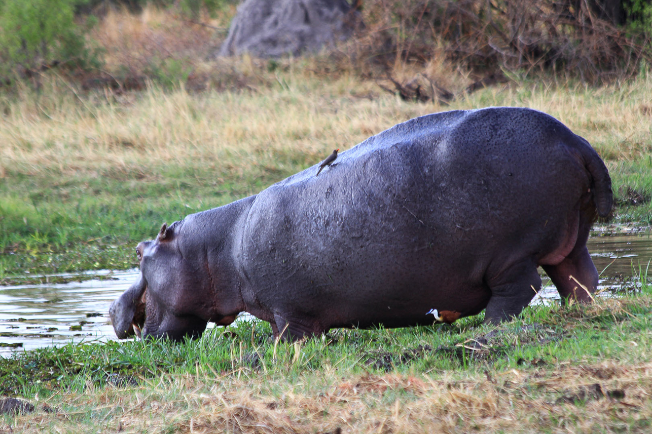 Hippo