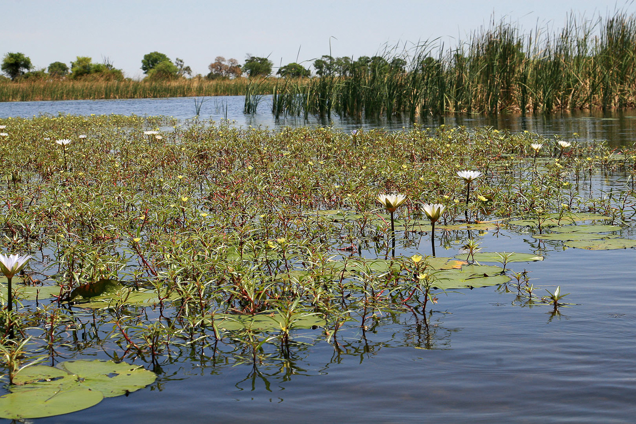 Okavango flowers