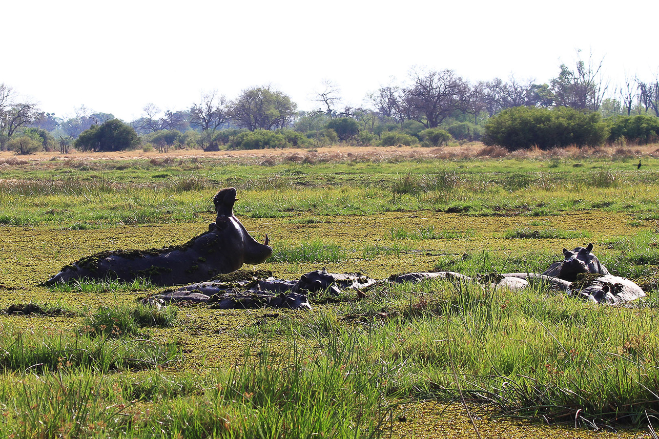 but are camoflaged hippos