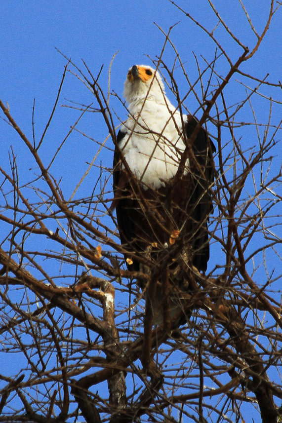 Fish eagle