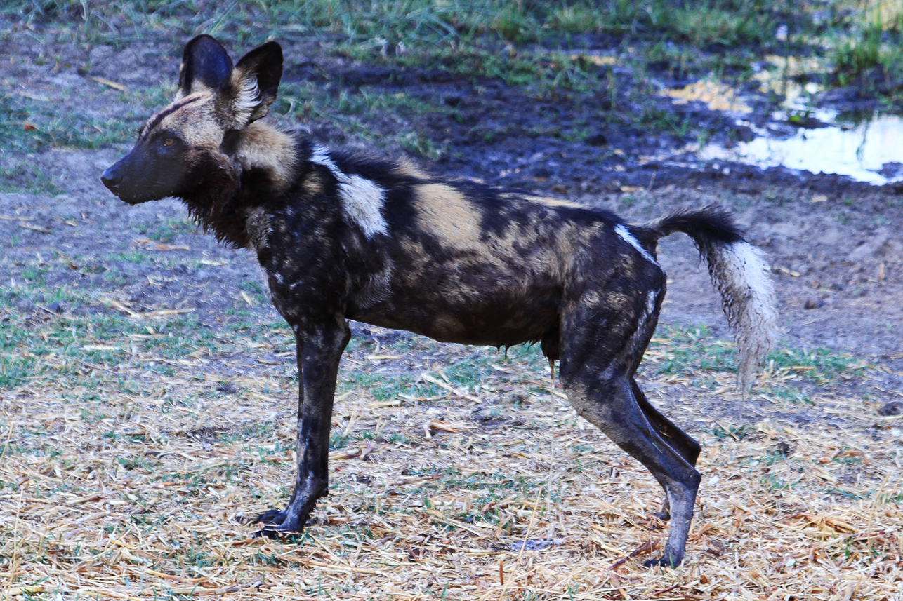 Wild dog