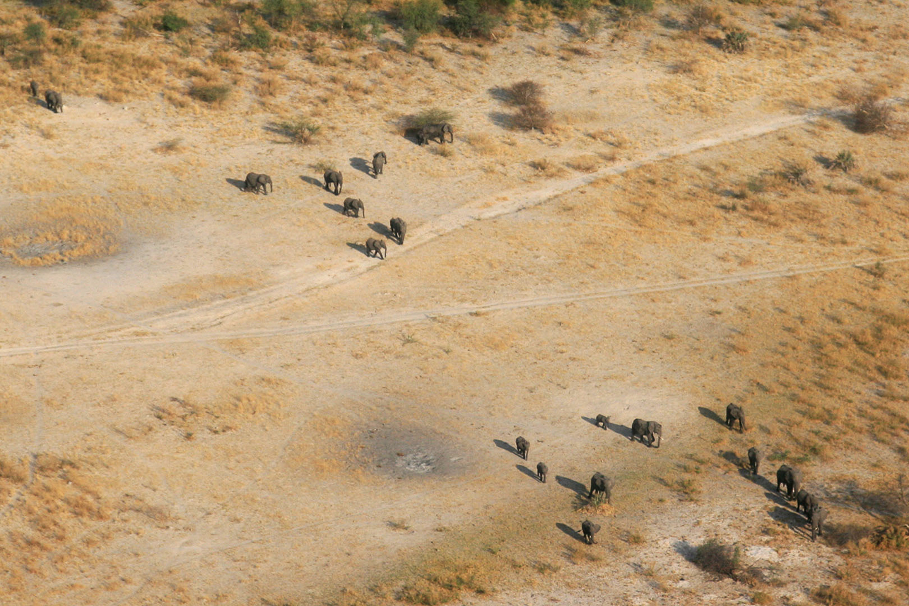 Okavango delta, elephants