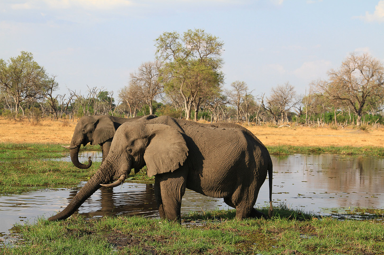 Elephants in wet landscape