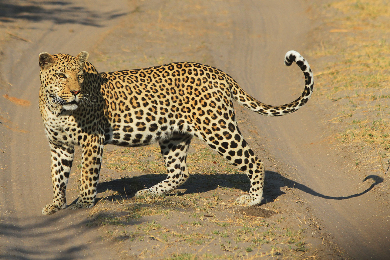 Leopard early in the morning