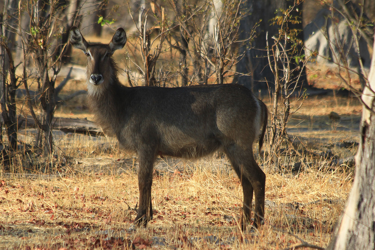 Water buck