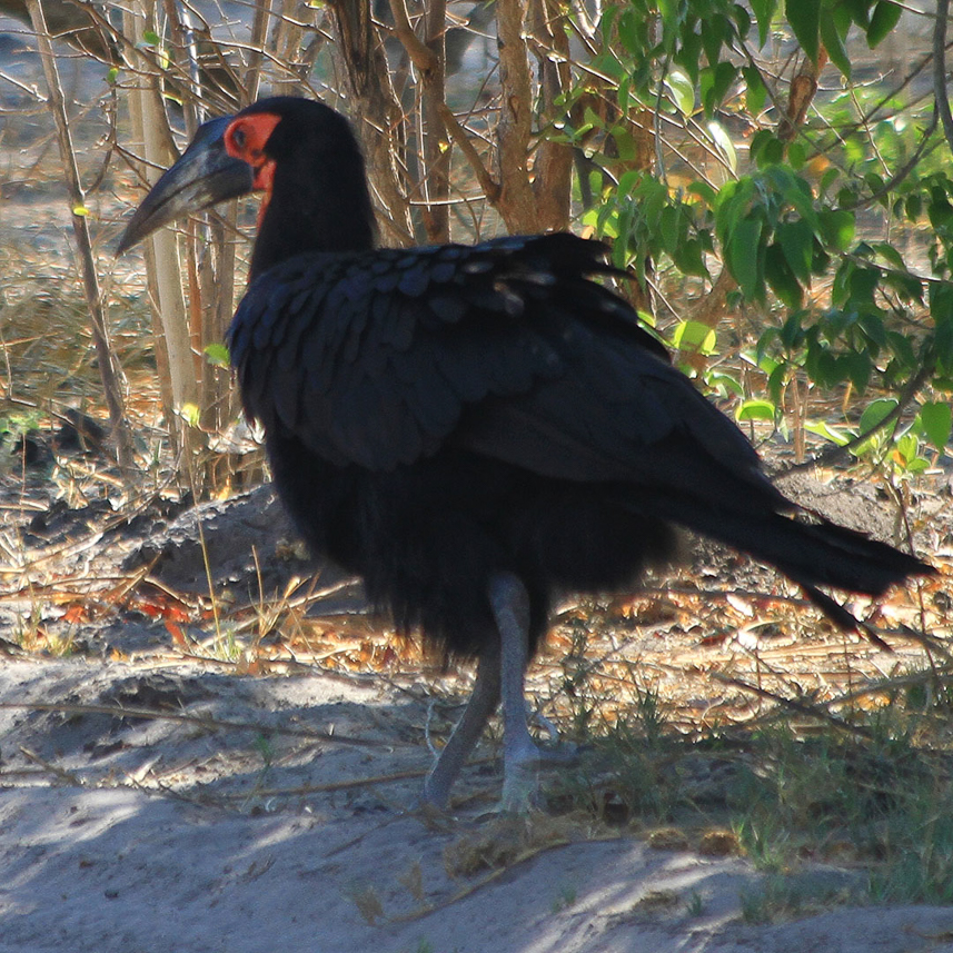 Southern Ground Hornbill