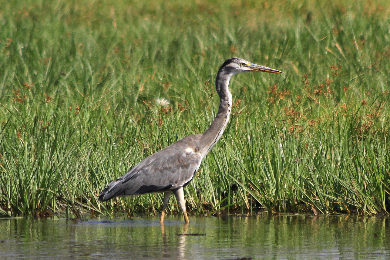 Heron