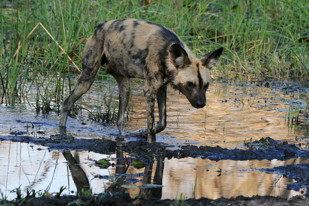 Wild dog , belonging to the endangered species