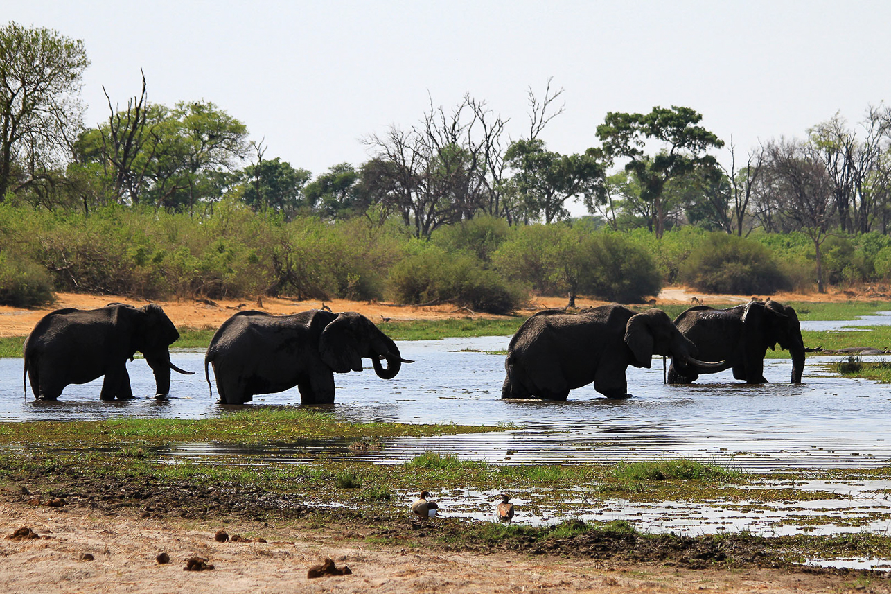 Elephants