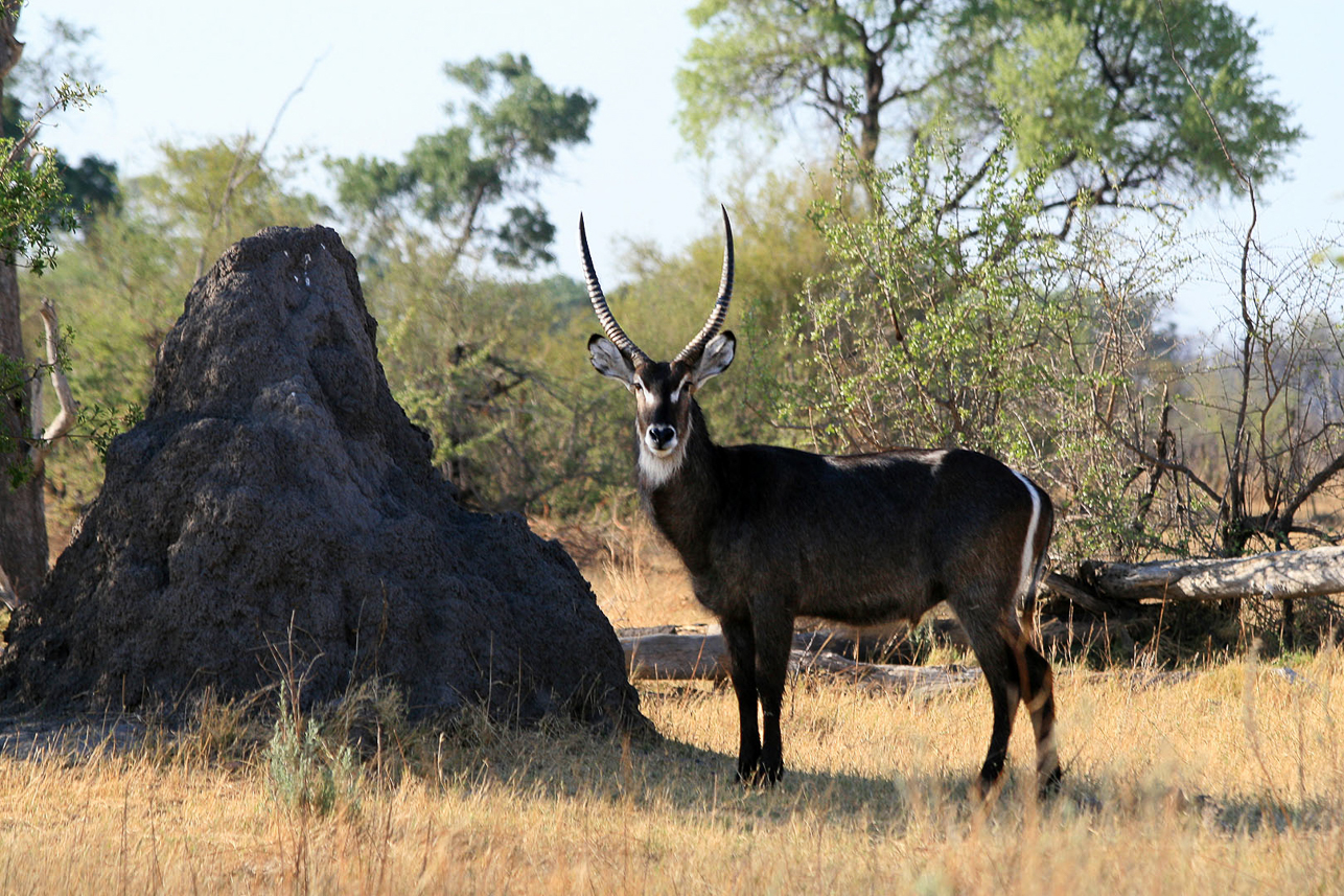 Water buck