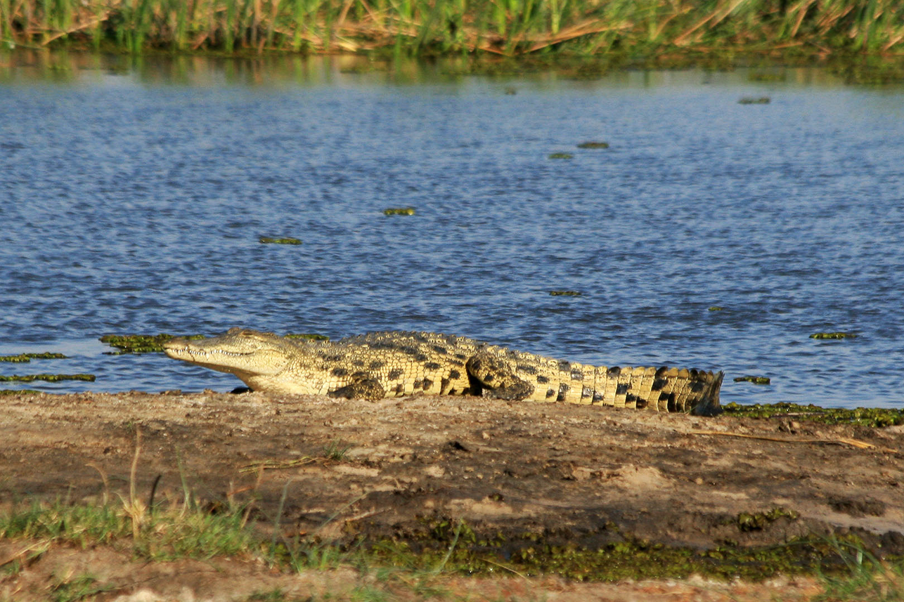 Small crocodile