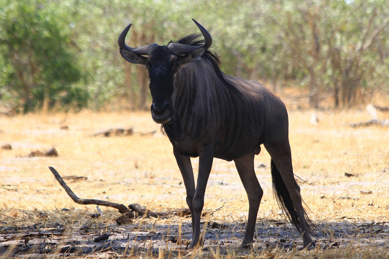 Wildebeest