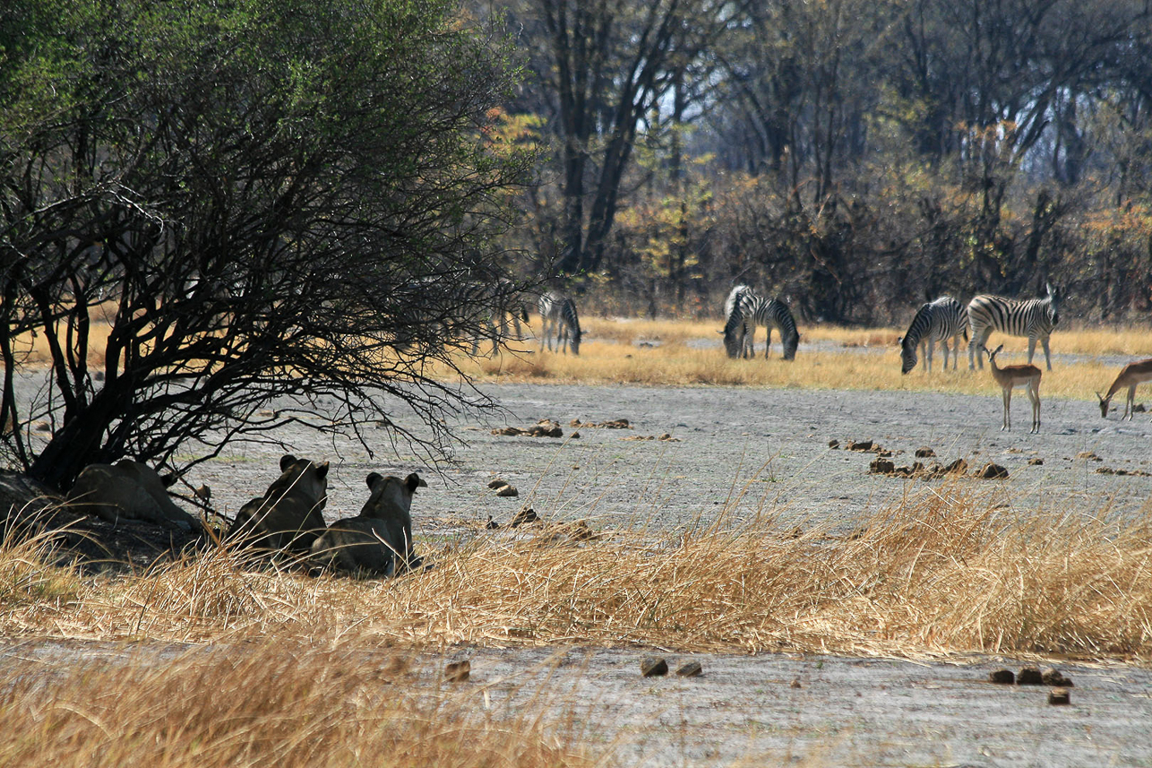 Lions watching zebras