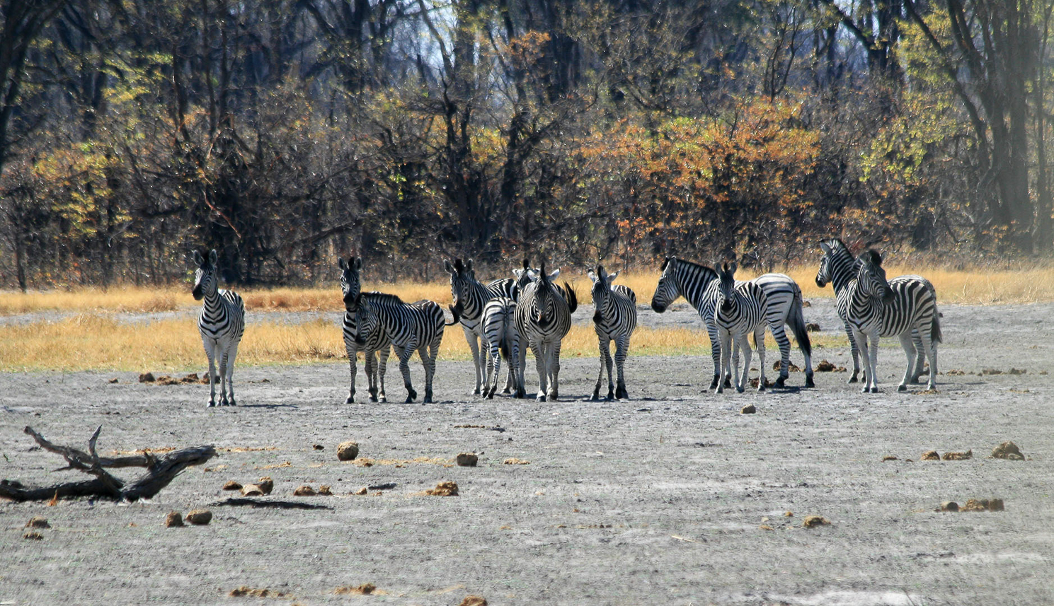 Zebras in defence position