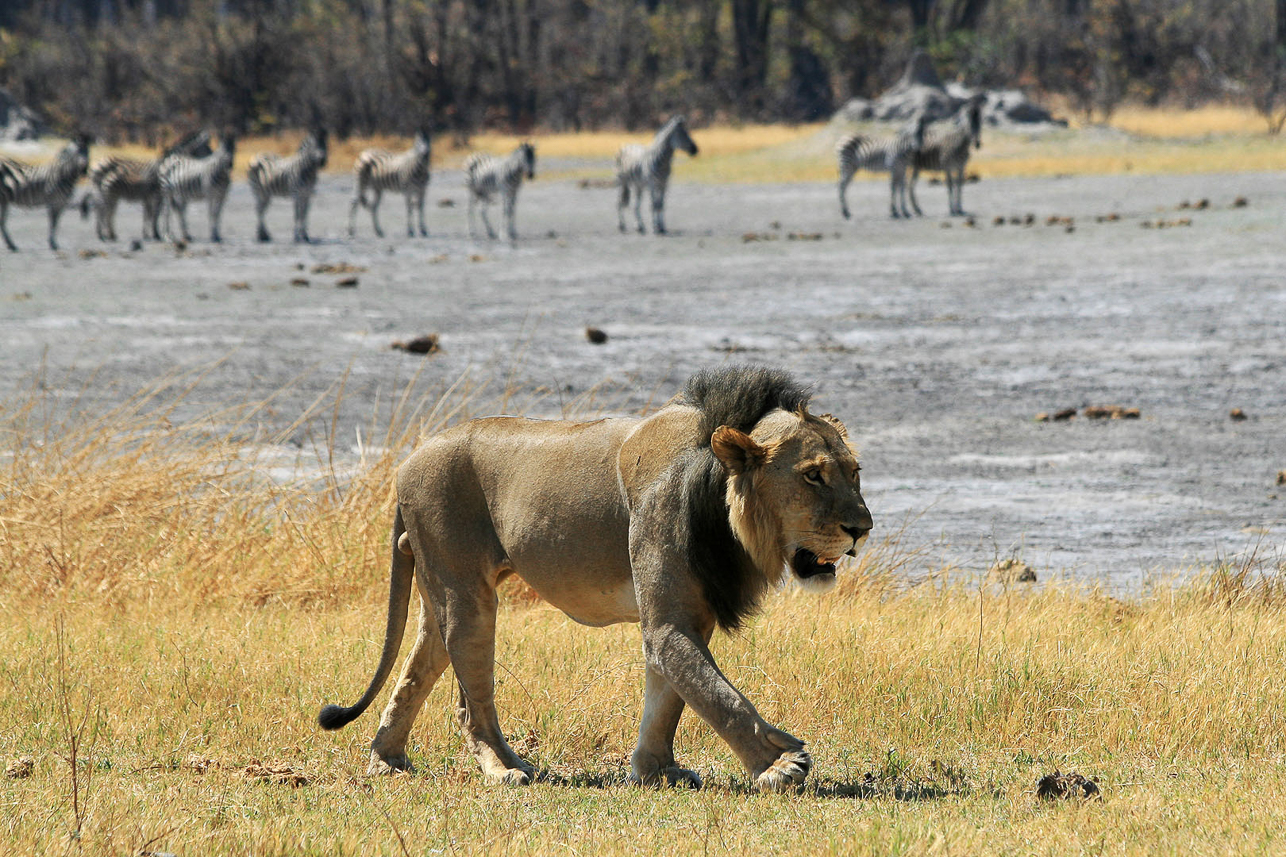 Male lion leaving the zebras