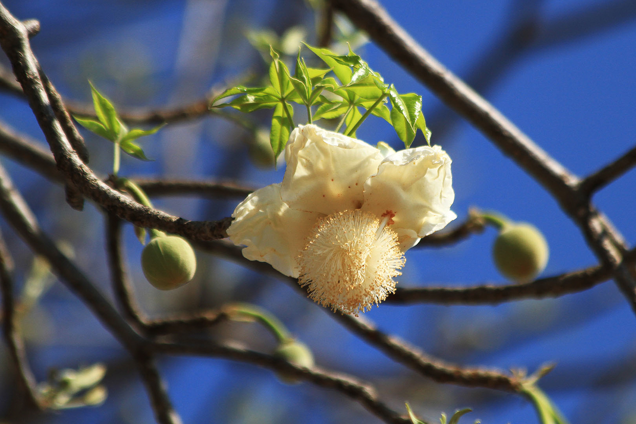 Baobab flower