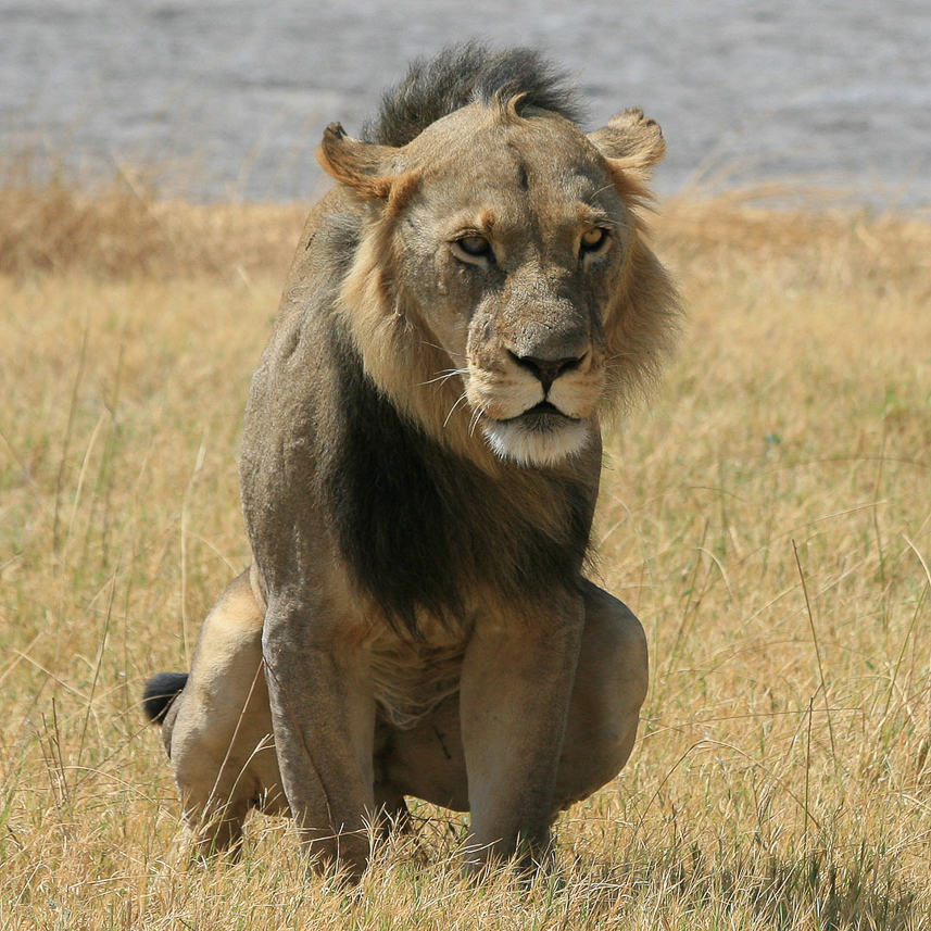 The male lion, taking a pee while watching us