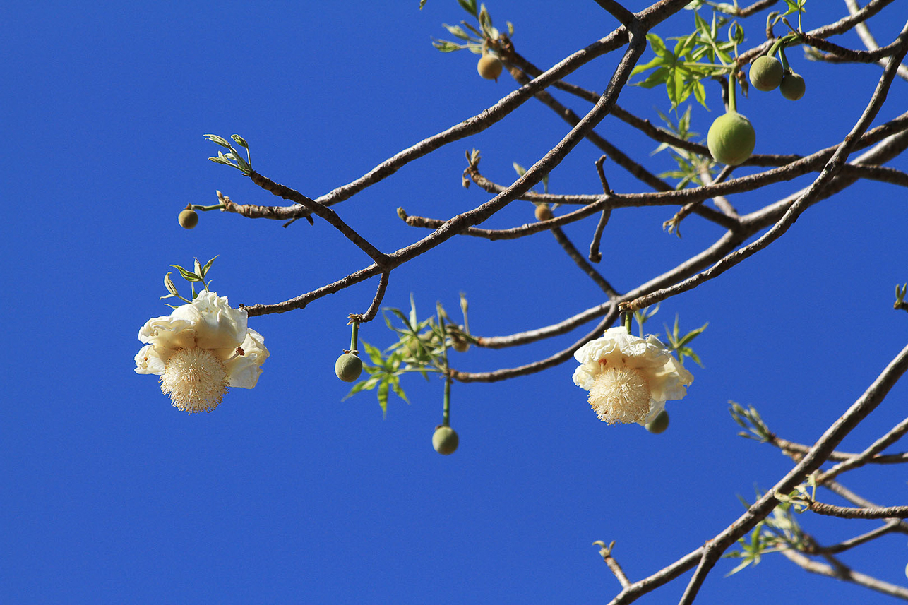 Baobab flowers