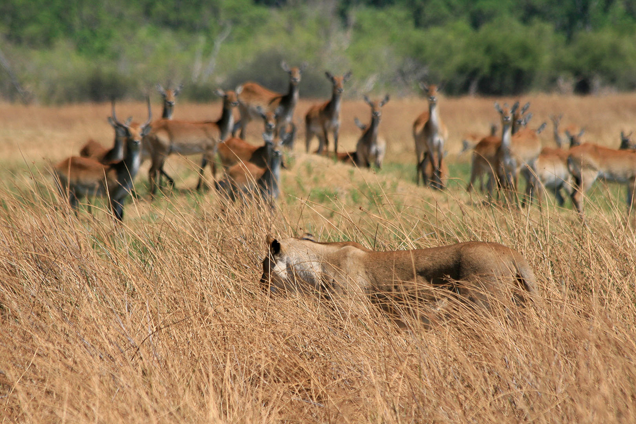 A try for antelopes, but too lazy