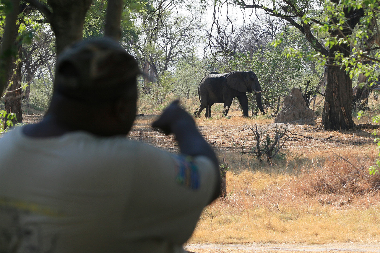 An elephant approaching our tents