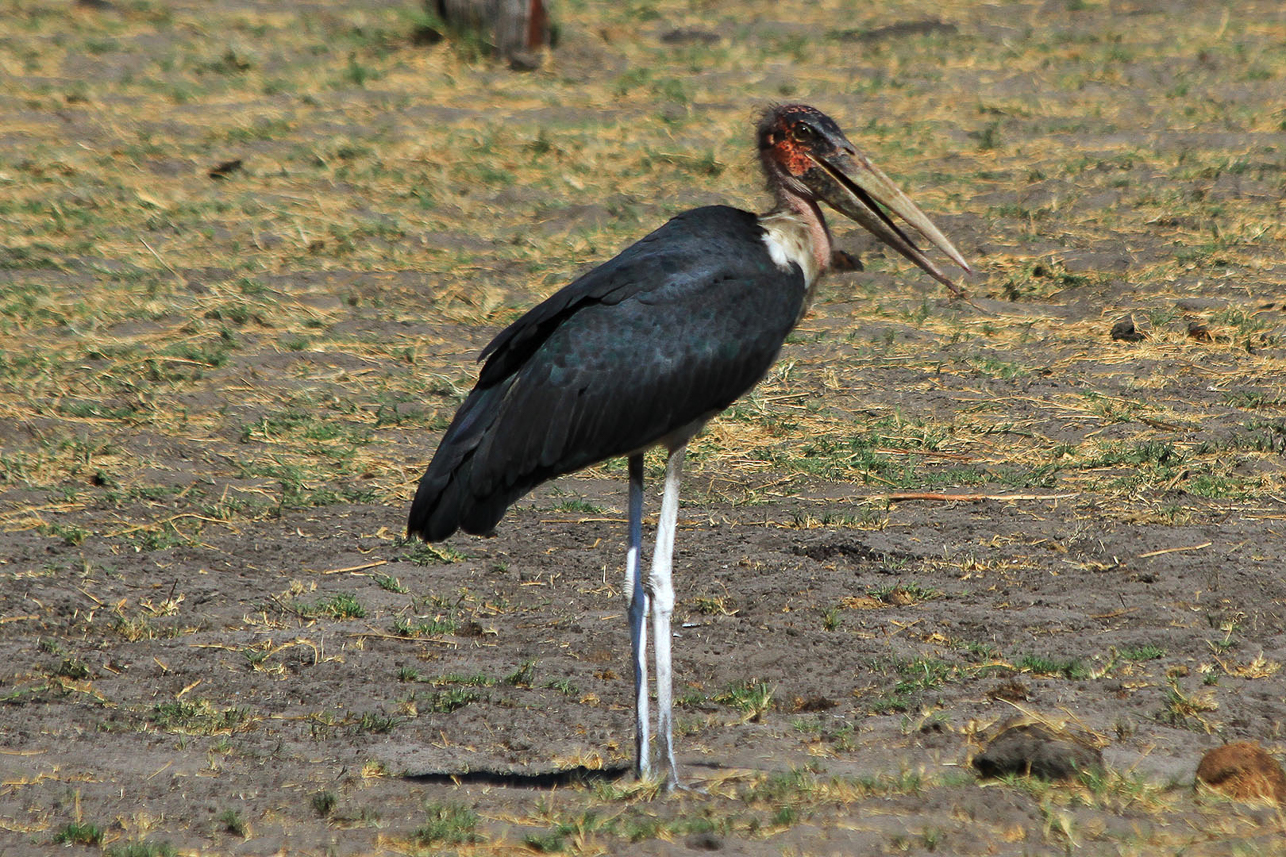 Marabou stork