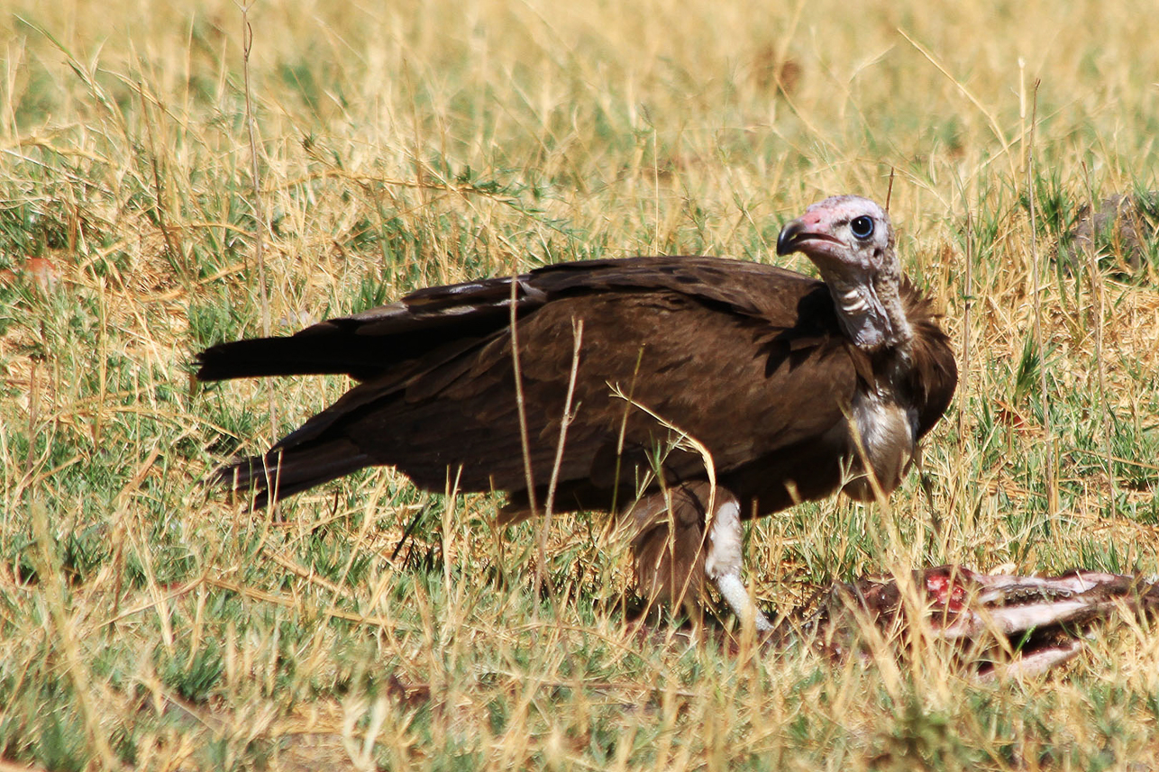 Vulture