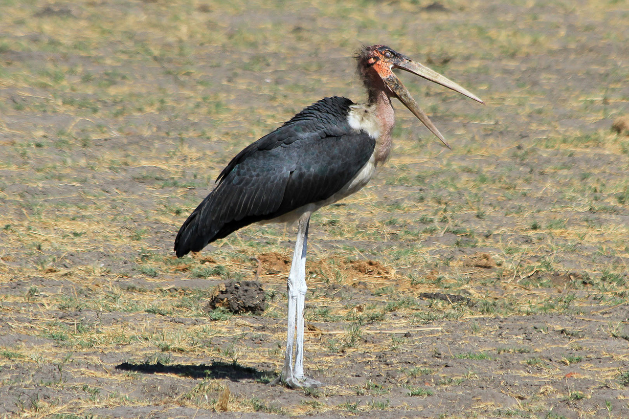 Marabou stork